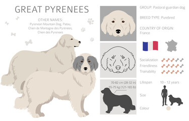 Great Pyrenees clipart. Different poses, coat colors set