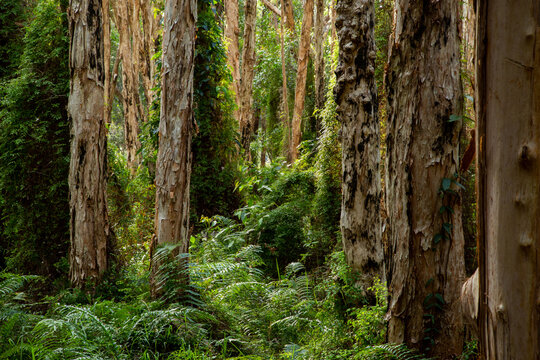 Paperbark trees and fern forest at Agnes Water, Queensland.