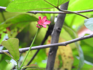 very small pink flower with green background