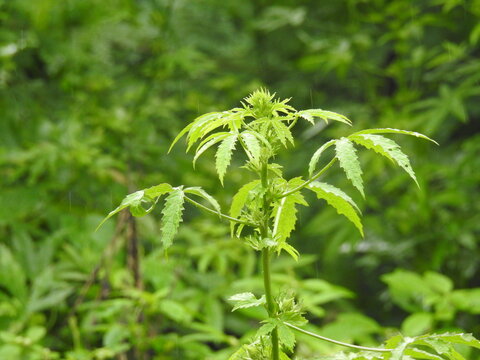 Kenaf leaves, Hibiscus cannabinus, Roselle leafs, vegetable 