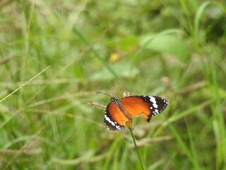 colorful Butterfly on green leaves. Scientifical name Rhopalocera
