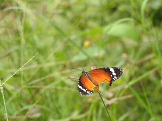 colorful Butterfly on green leaves. Scientifical name Rhopalocera