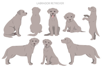 Labrador retriever dogs in different poses and coat colors clipart
