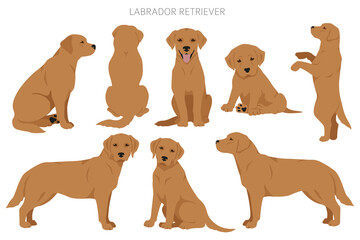 Fototapeta premium Labrador retriever dogs in different poses and coat colors clipart