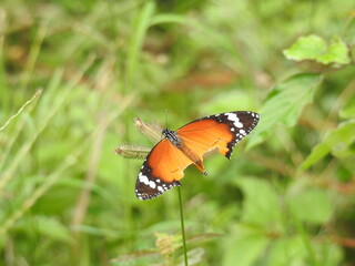 Fototapeta na wymiar colorful Butterfly on green leaves. Scientifical name Rhopalocera
