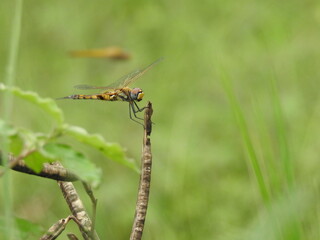 Dragonfly resting on a twig