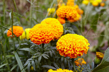 Tagetes patula french marigold yellow orange flower. Close up beautiful Marigold flower & leaf (Tagetes erecta, Mexican, Aztec or French marigold) in garden. Selective focus
