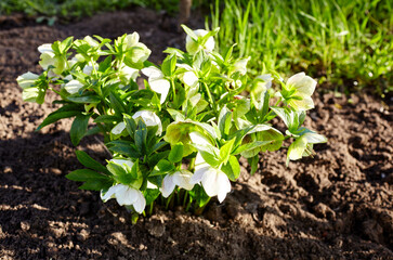 Helleborus in organic garden, known as Winter rose, Christmas rose and Lenten rose. Family name Ranunculaceae, Scientific name Hellebores