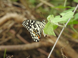 colorful Butterfly on green leaves. Scientifical name Rhopalocera