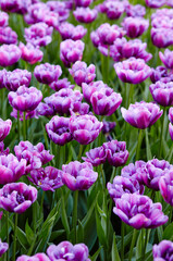 Beautiful tulip flowers blooming in a garden. Beauty tulip plant in the spring garden in rays of sunlight in nature. Blur background with bokeh image, selective focus