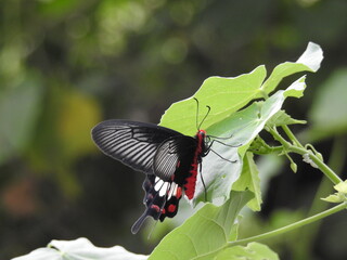 Fototapeta premium colorful Butterfly on green leaves. Scientifical name Rhopalocera