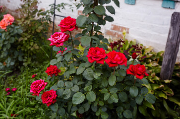 Fototapeta na wymiar Bouquet red roses in the garden. A bush of beautiful roses in summer light. Beautiful spring or summer blooming rose plant