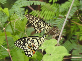 colorful Butterfly on green leaves. Scientifical name Rhopalocera