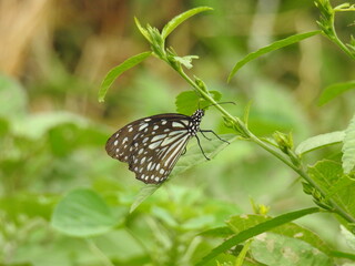 colorful Butterfly on green leaves. Scientifical name Rhopalocera