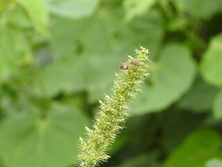 Green Foxtail Grass with bugs on it. Green background blurred, small insects on foxtail grass, Setaria plants