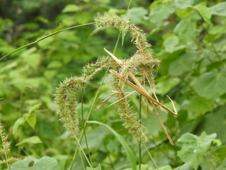 Green Foxtail Grass with bugs on it. Green background blurred, small insects on foxtail grass, Setaria plants