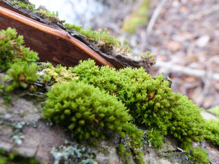 moss on tree in the forest