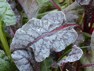 frost on spinach leaf