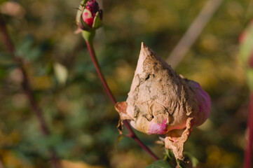 autumn wilted rose