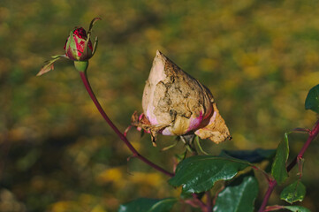 the autumn rose has withered