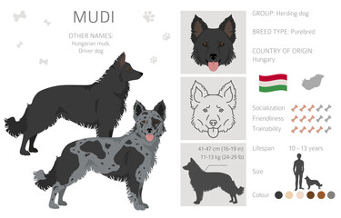 Mudi clipart. Different poses, coat colors set