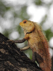 yellowish lizard on tree bark