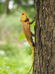 yellowish lizard on tree bark