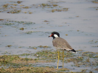 Lapwing bird standing in water