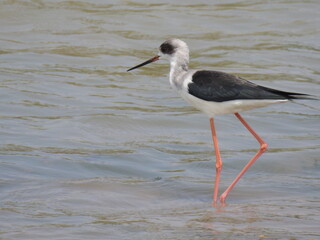 Black-winged Stilt in a pond, hunting for catch, common stilt or pied stilt