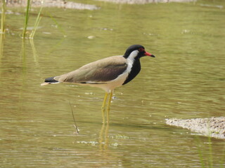 Lapwing bird standing in water