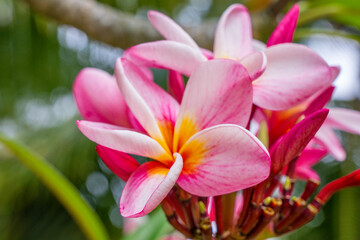 Obraz na płótnie Canvas Macro close-up photo. Bright colorful pink of blossoming frangipani in the tree. Soft-focus background. Big Plumeria flower tree, tropical natural park.