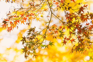 黄色の世界に見た紅葉