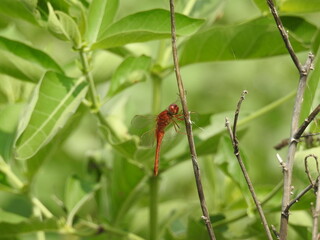 Red Dragonfly resting on a plant twig	