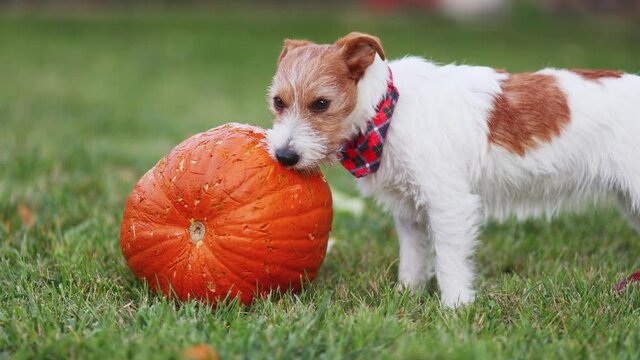 Cute funny pet dog puppy chewing, eating a pumpkin. Happy thanksgiving concept.