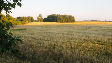 Obraz premium A large cereal field with forest clumps in the distance, hunting towers along the edge of the field