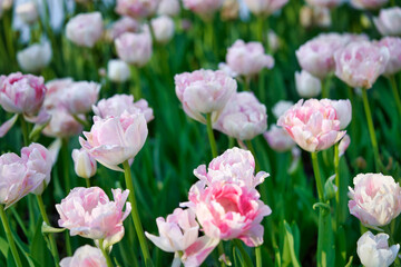 Bright flowers of tulips on a tulip field on a sunny morning