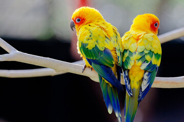 blue and yellow macaw