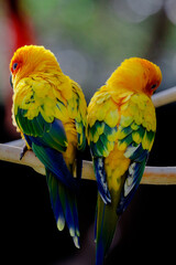 red and yellow macaw