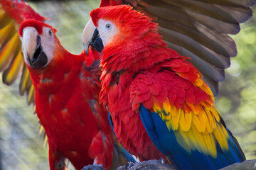 red and blue macaw