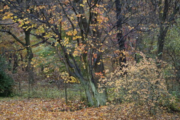 숲에는 아름다운 단풍으로 물들어 있는 고즈넉한 풍경입니다.