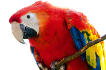 red and yellow macaw