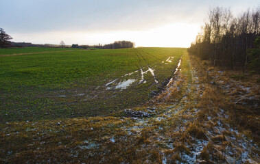The edge of the rapeseed field borders the forest edge, autumn view, water puddles in the foreground