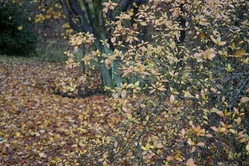 숲에는 아름다운 단풍으로 물들어 있는 고즈넉한 풍경입니다.