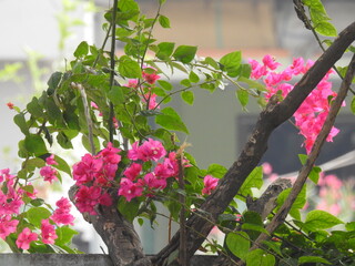 beautiful bougainvillea paper flowers tree