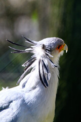bird of prey