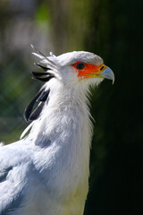 close up of a bird
