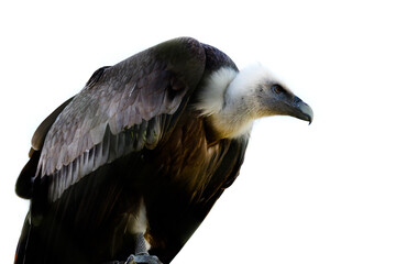 white tailed eagle