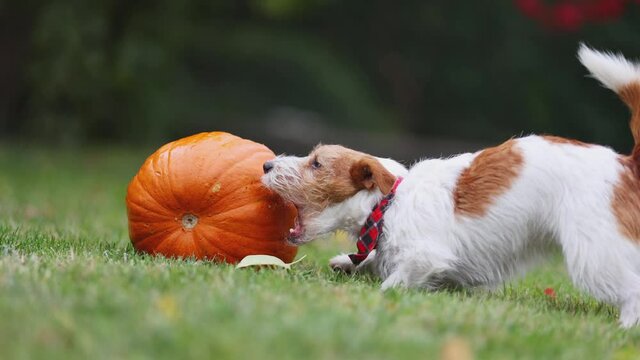 Cute funny playful pet dog puppy playing and chewing a pumpkin. Happy thanksgiving day or halloween.