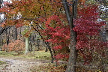 Obraz premium 숲에는 아름다운 단풍으로 물들어 있는 고즈넉한 풍경입니다.