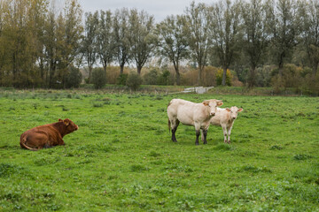 View over trees and grazing catlle in the meadows at the Belgian countryside